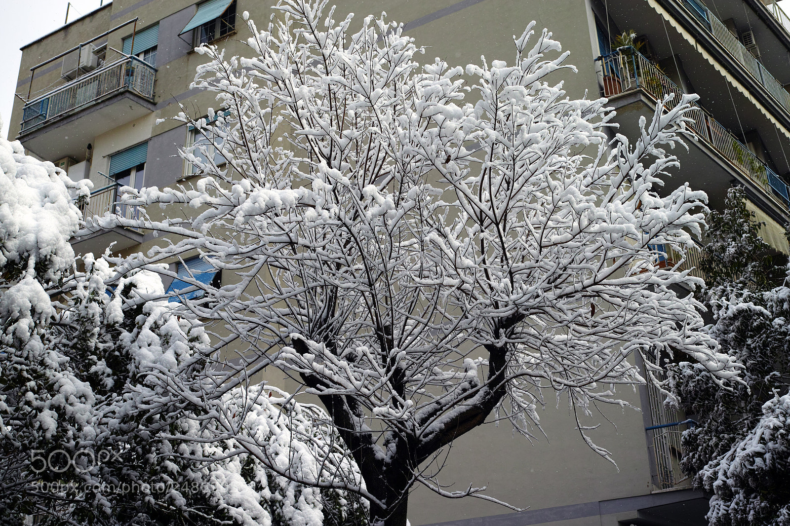 Sigma DP2 Merrill sample photo. Neve a centocelle photography