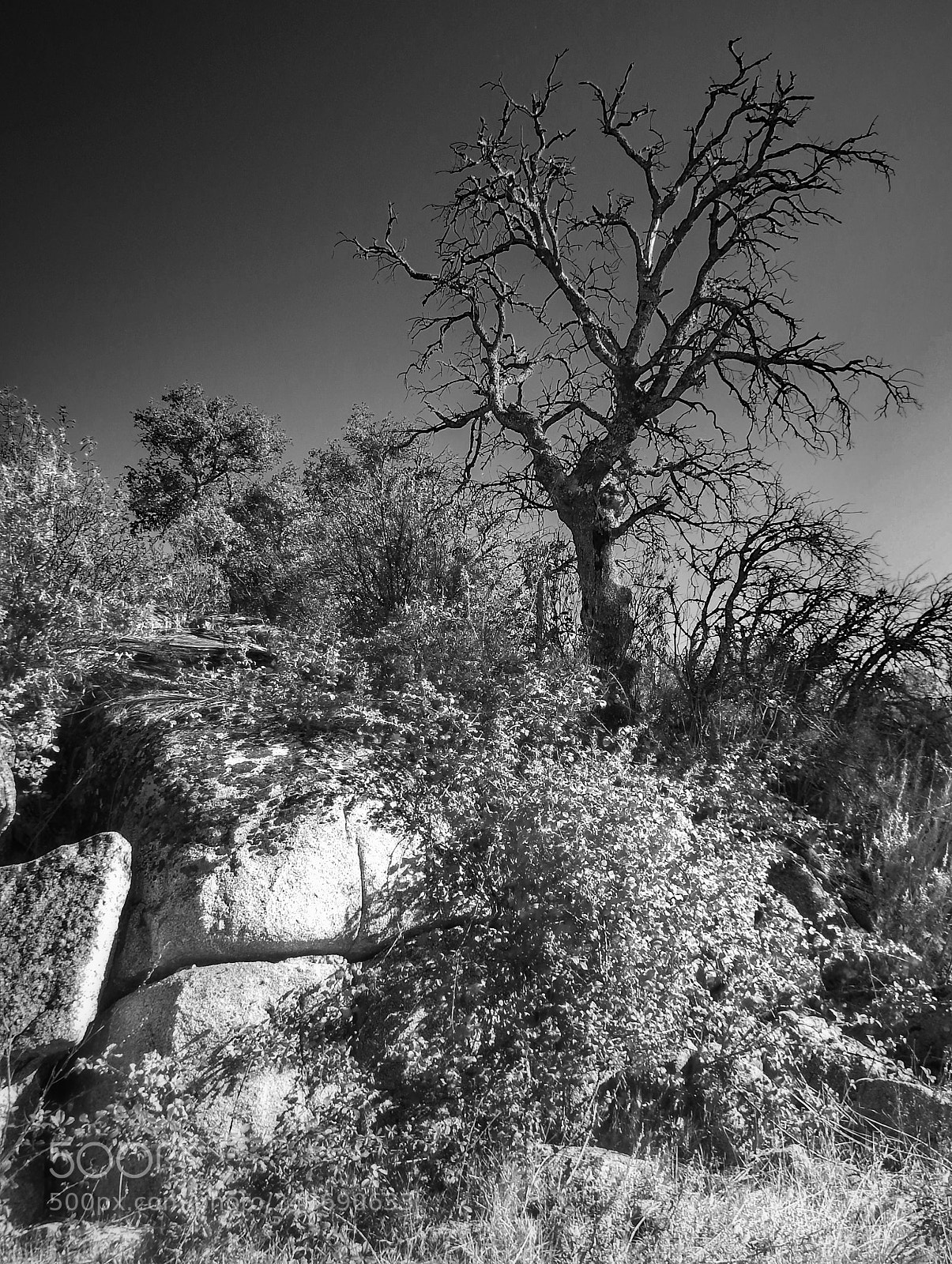 Fujifilm FinePix SL1000 sample photo. Arbol photography