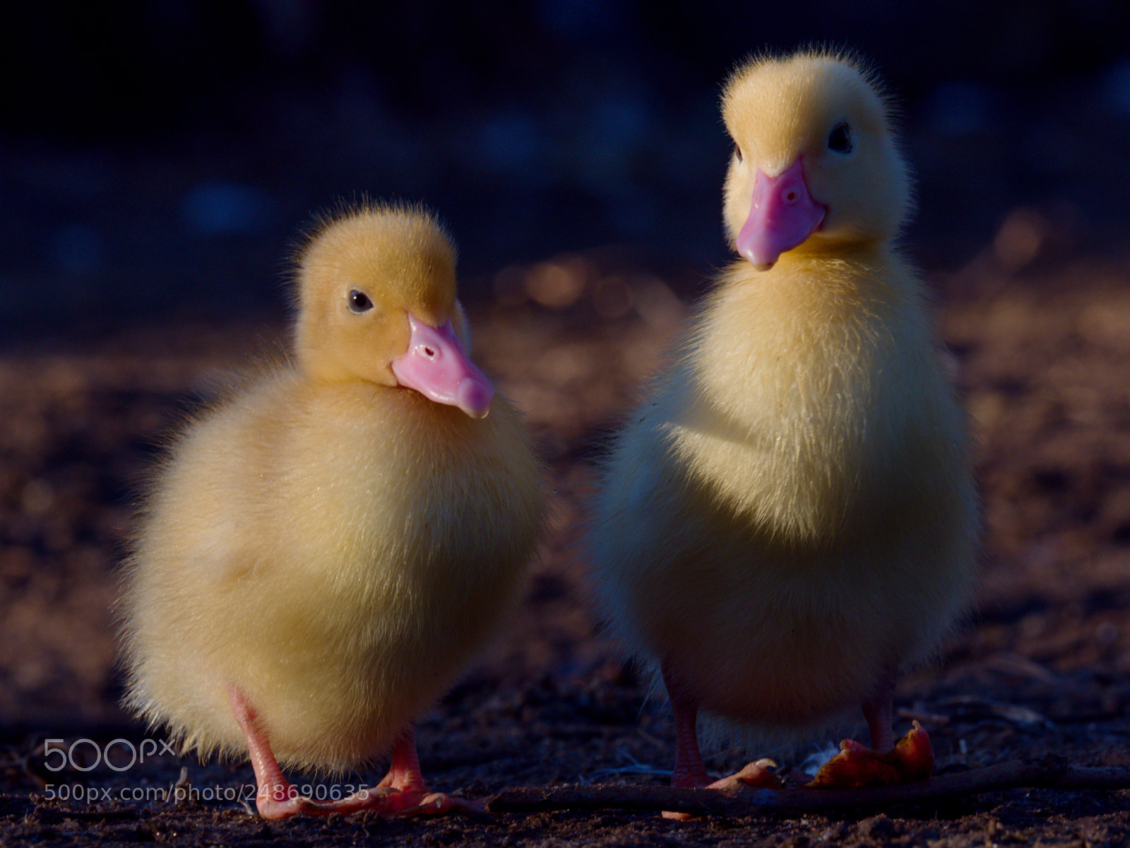 Olympus OM-D E-M1 Mark II sample photo. Best friends, duchess photography