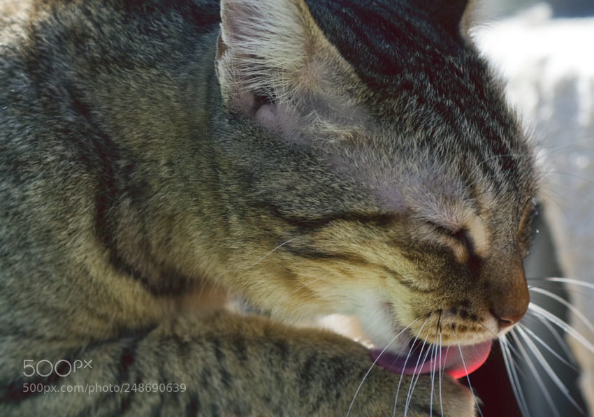 Nikon D3100 sample photo. Untitled photography