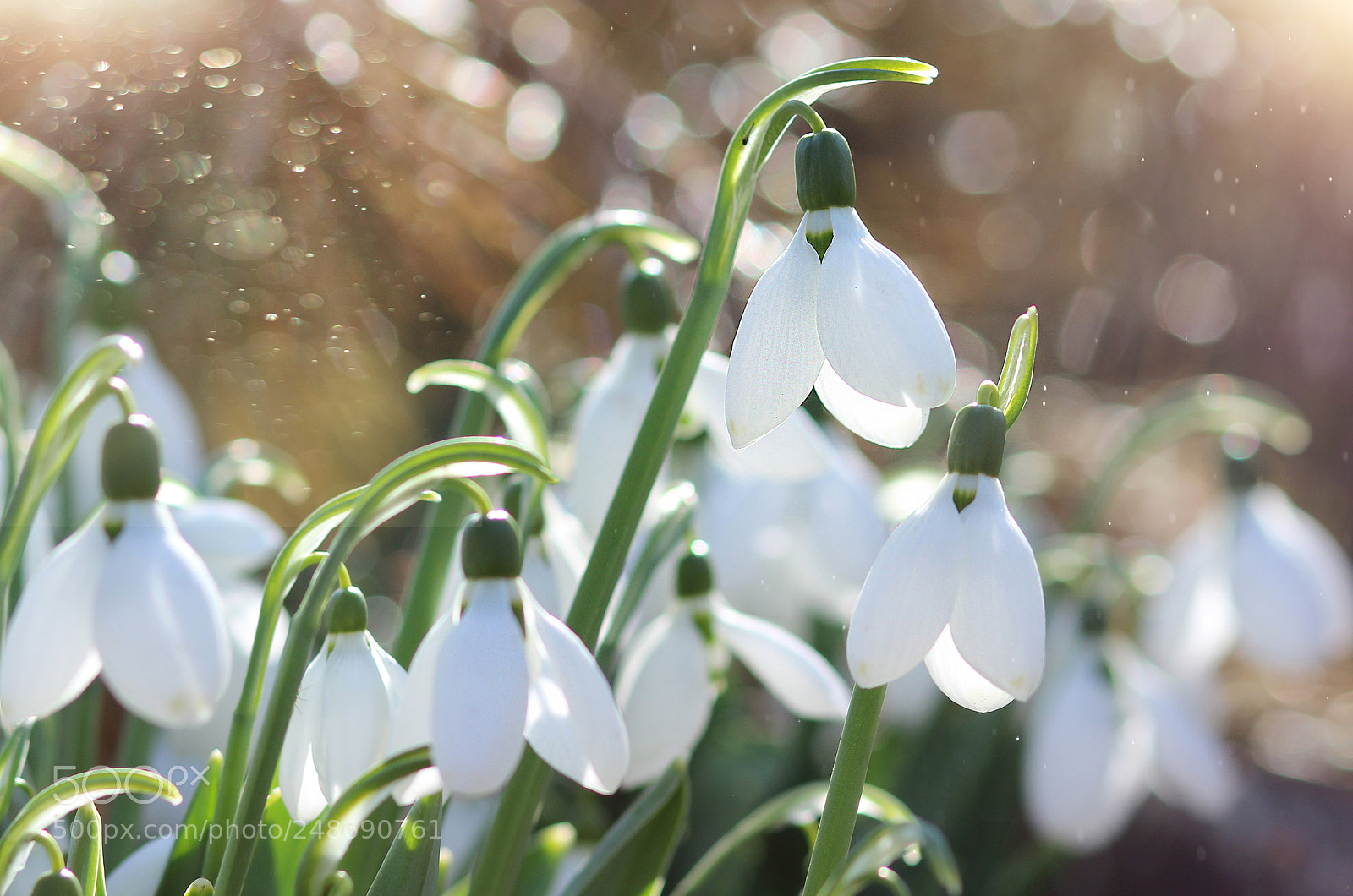 Canon EOS 600D (Rebel EOS T3i / EOS Kiss X5) sample photo. Snowdrops photography