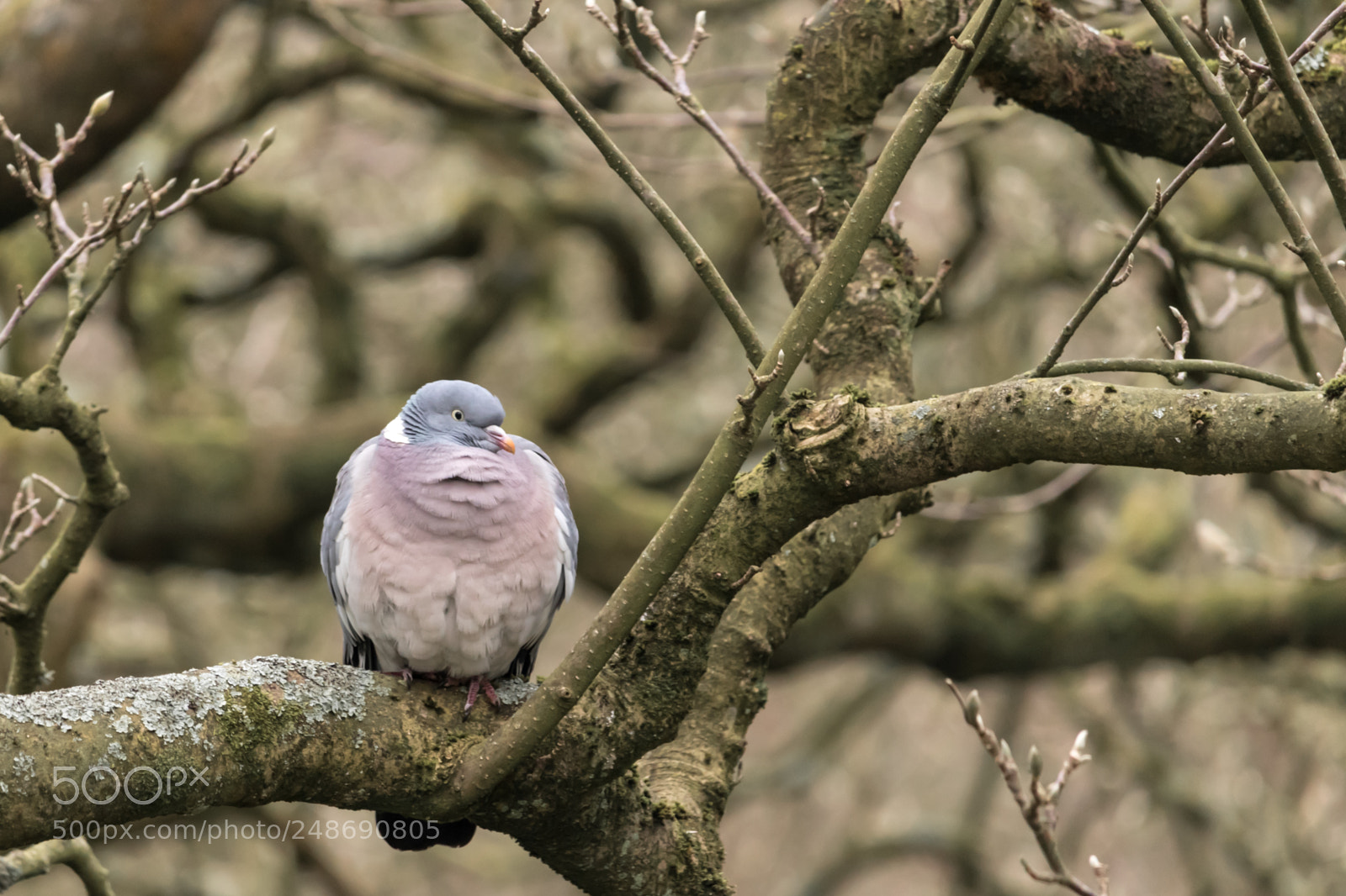 Canon EOS 80D sample photo. Wood pigeon photography