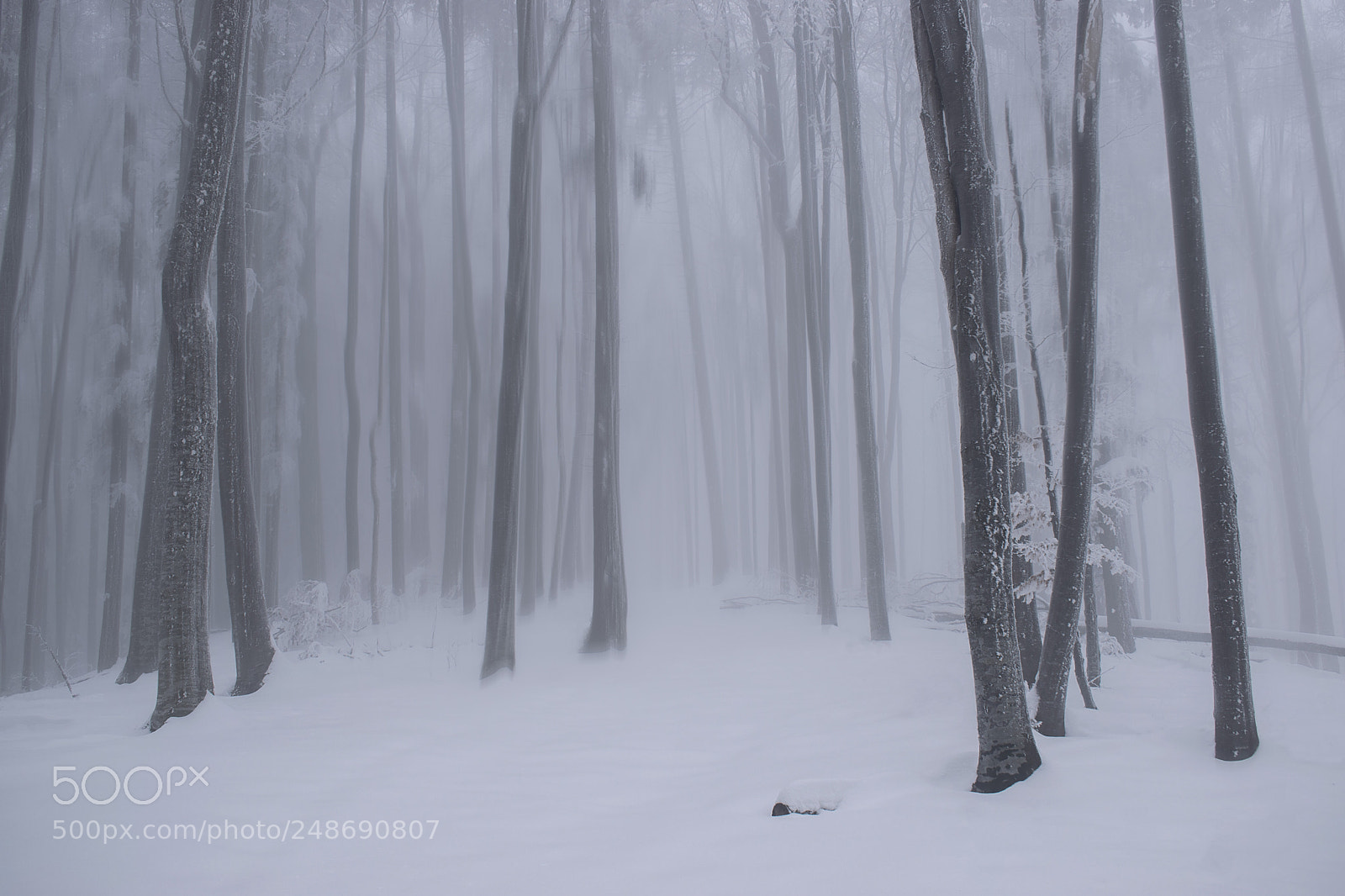 Nikon D5300 sample photo. Foggy forest photography