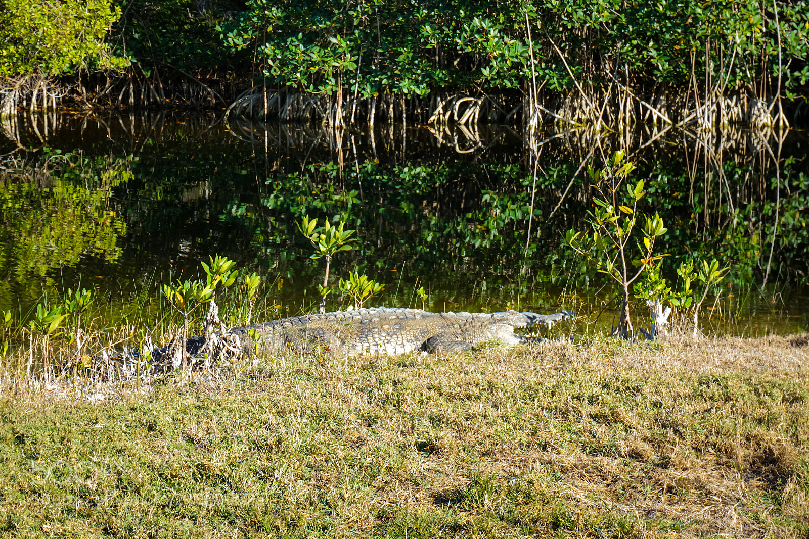 Sony a6000 sample photo. Miami alligator photography