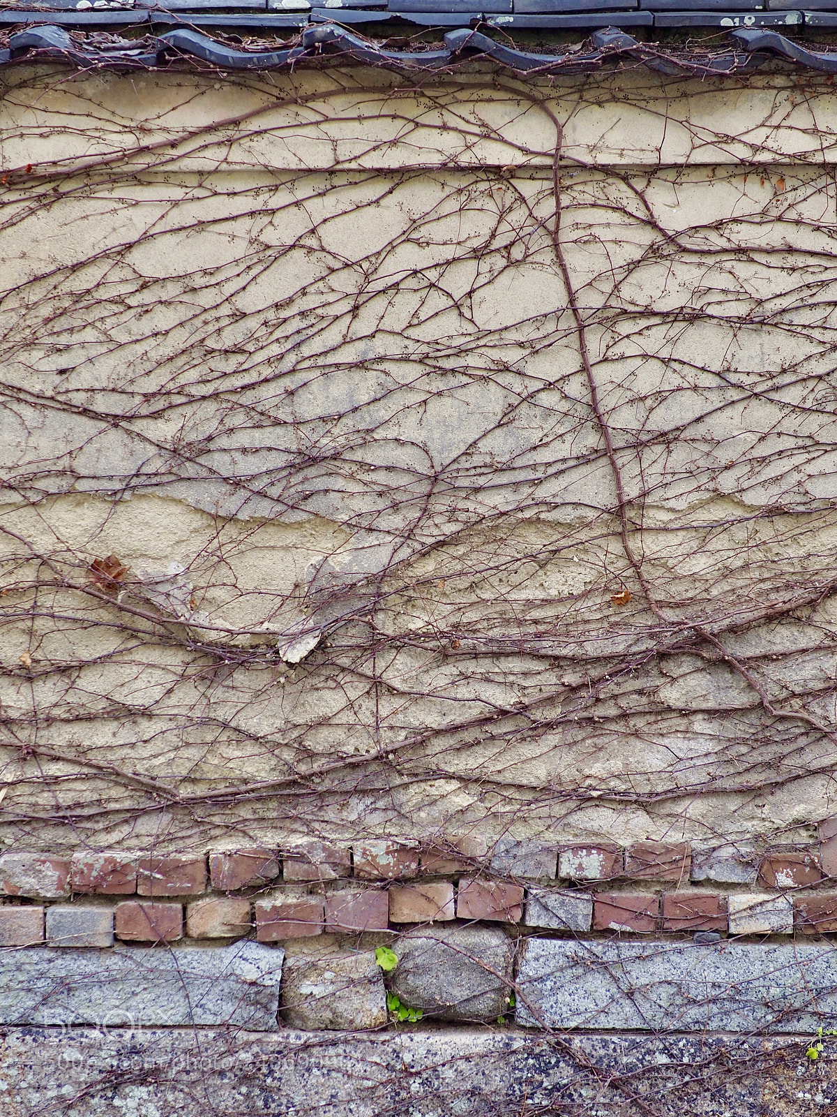 Olympus OM-D E-M5 II sample photo. Garden wall photography