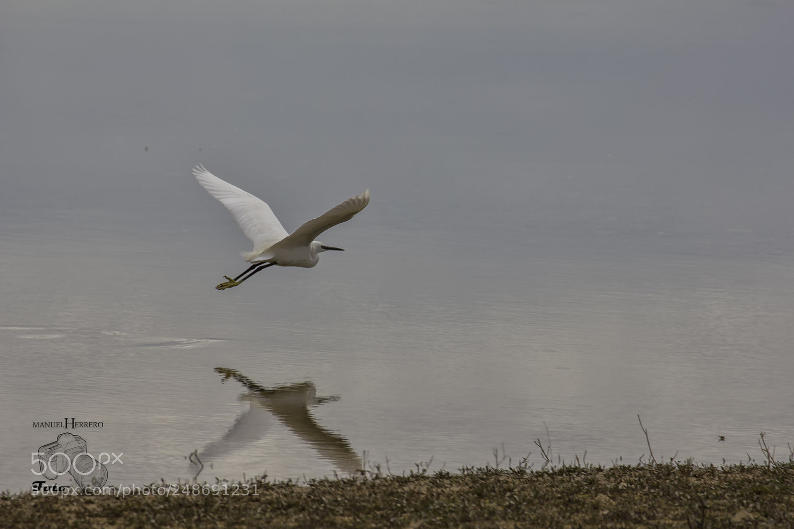 Canon EOS 550D (EOS Rebel T2i / EOS Kiss X4) sample photo. Bird photography