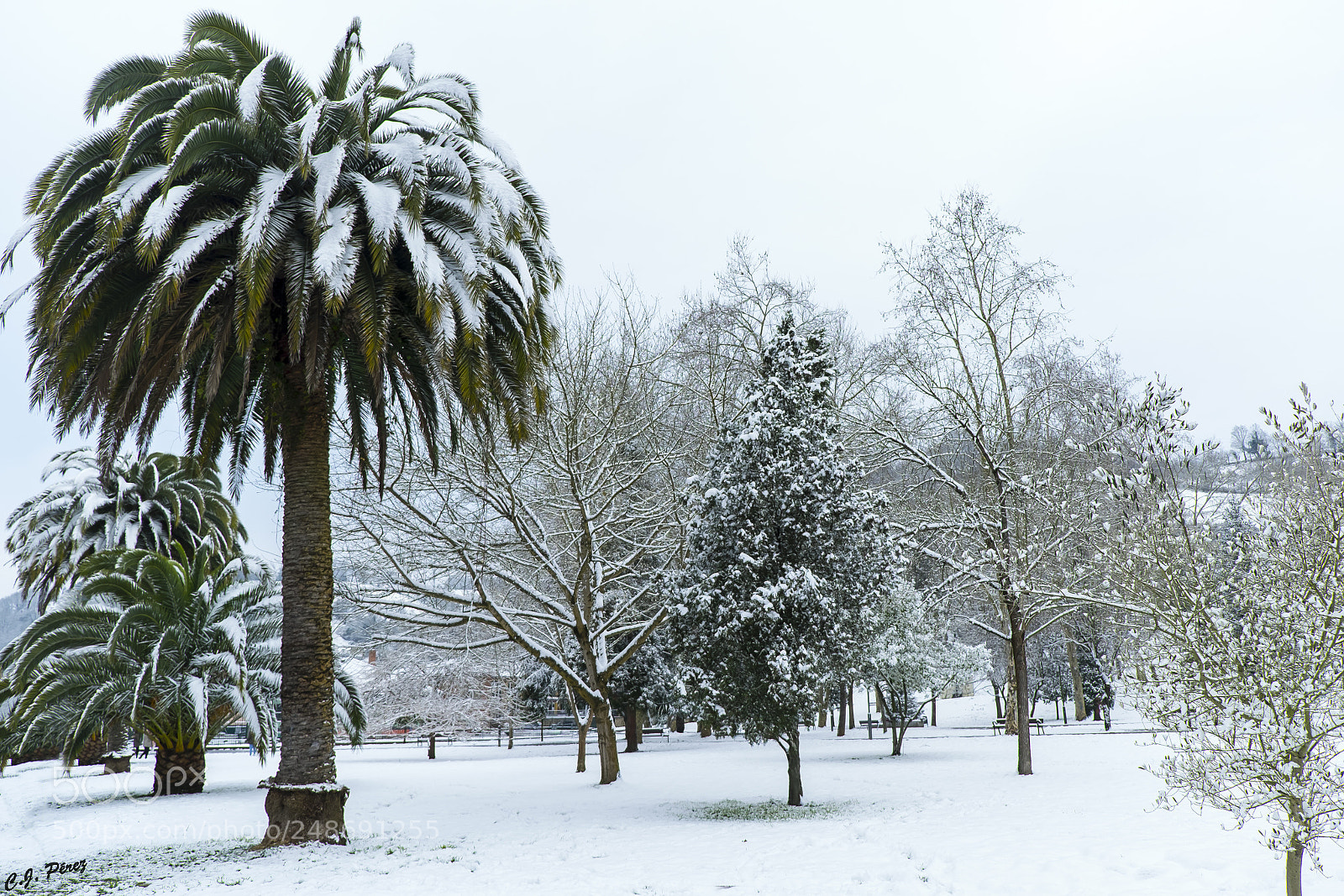 Fujifilm X-E2 sample photo. Palmeras en la nieve photography