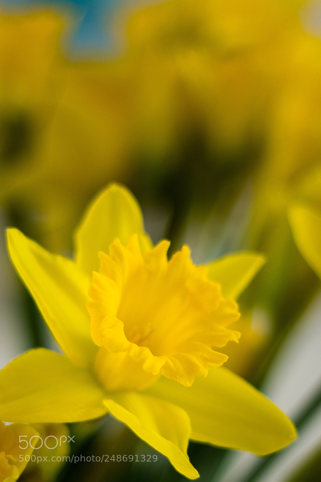 Canon EOS 700D (EOS Rebel T5i / EOS Kiss X7i) sample photo. Narcissus photography