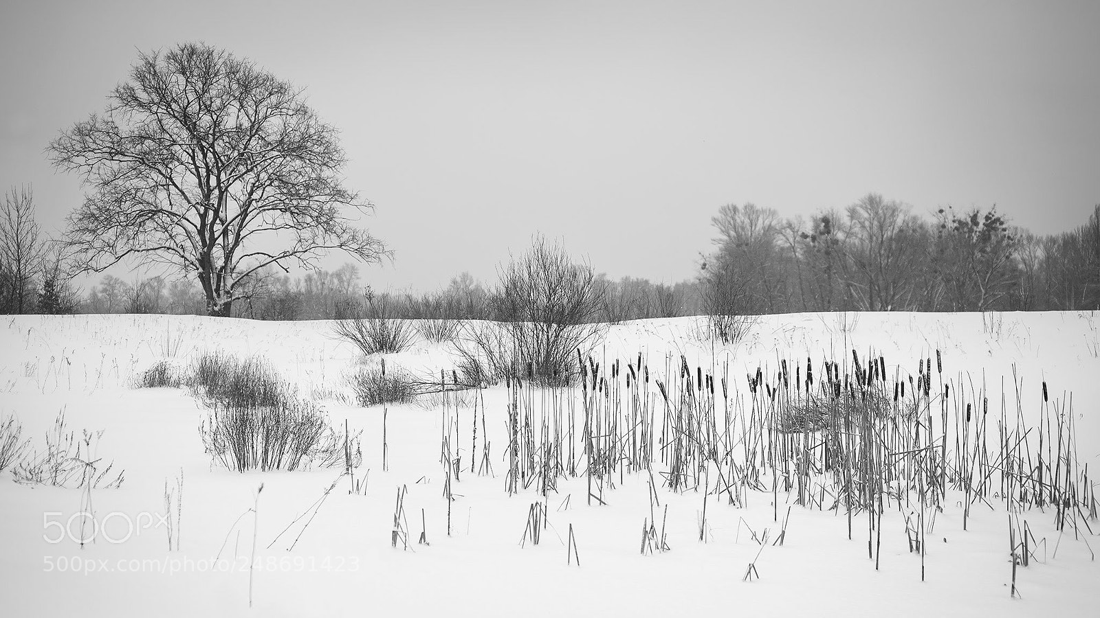 Canon EOS 5D sample photo. Snowy days. the frozen photography