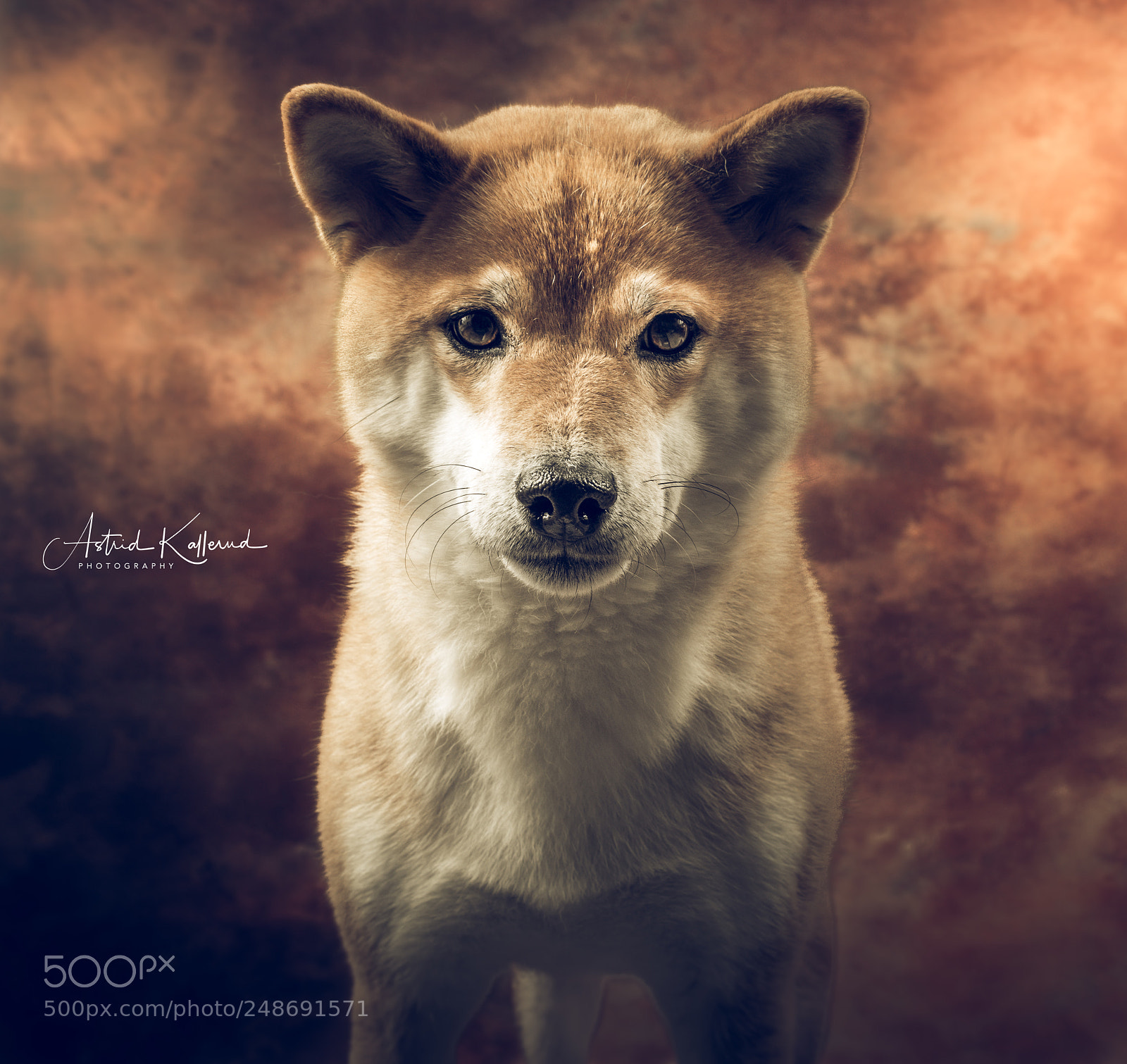 Nikon D500 sample photo. Beware of the dog photography