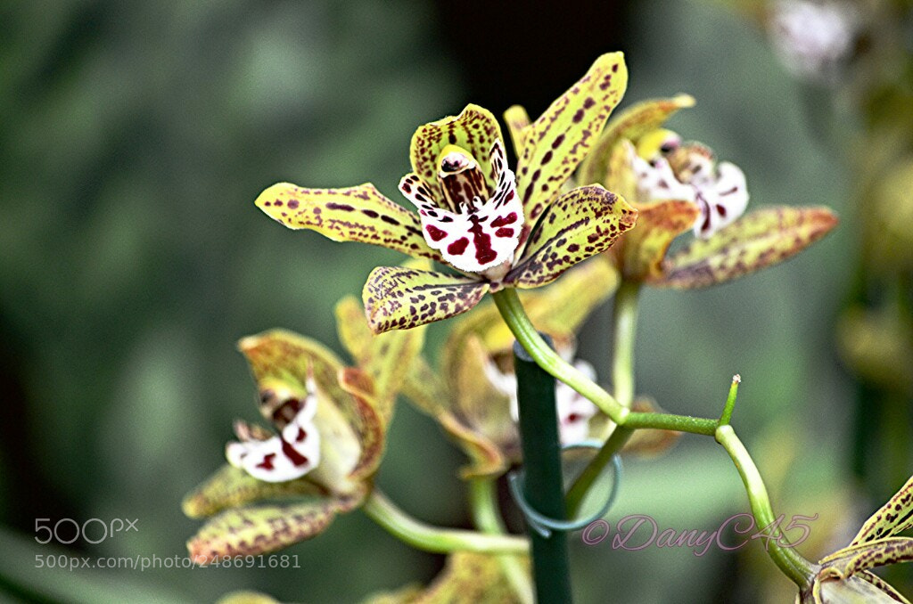 Nikon D5100 sample photo. Orchidées (4) photography