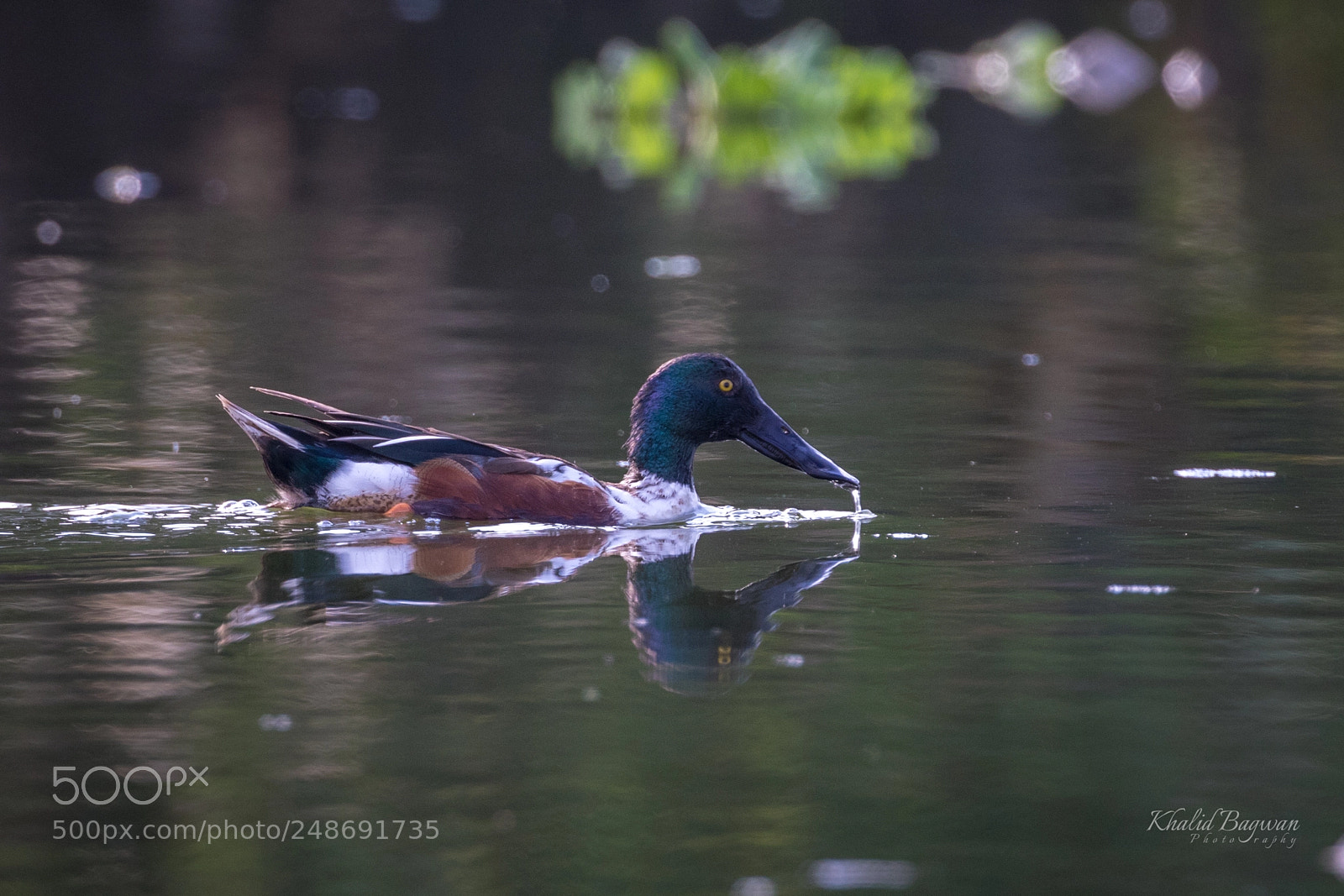 Canon EOS 7D Mark II sample photo. Northern shoveler male photography