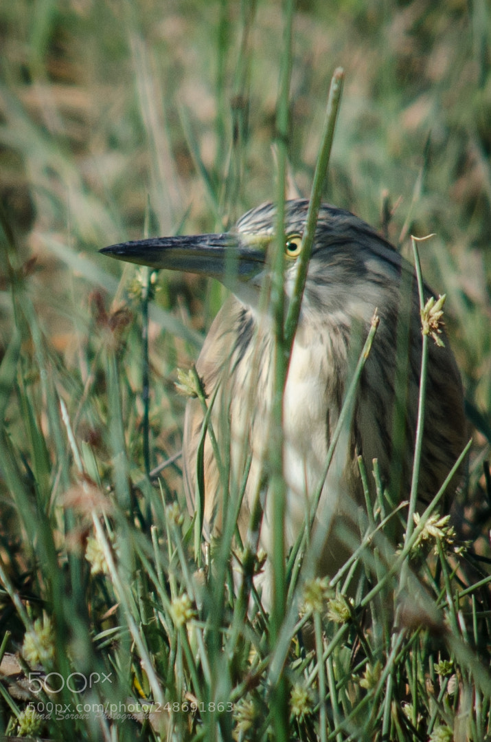 Nikon D7000 sample photo. You're watching me? photography