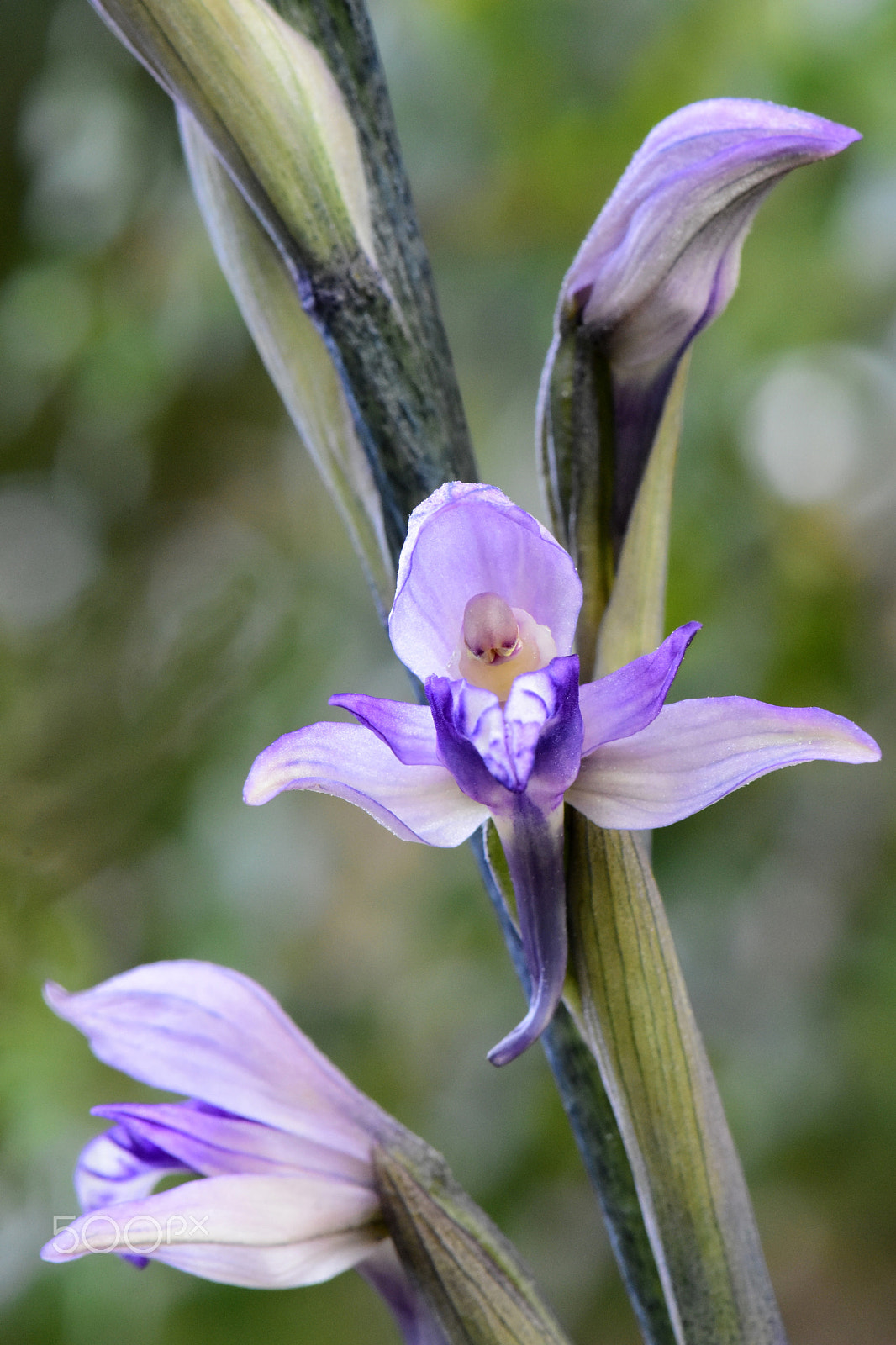 Nikon AF-S Micro-Nikkor 105mm F2.8G IF-ED VR sample photo. Violet limodore photography