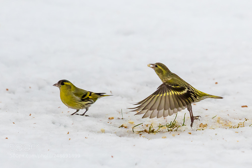 Canon EOS 7D Mark II sample photo. Und abflug ... photography