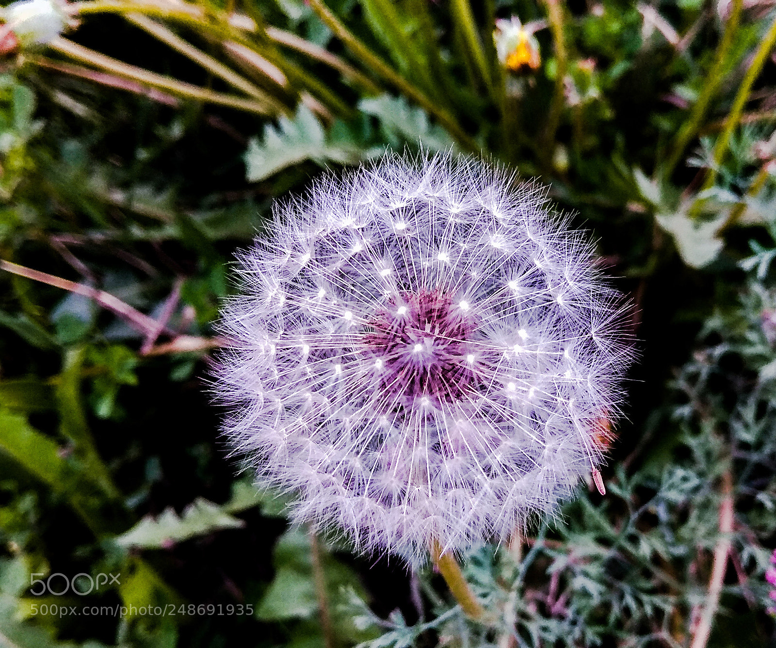 Xiaomi Redmi Note 4 sample photo. Untitled photography