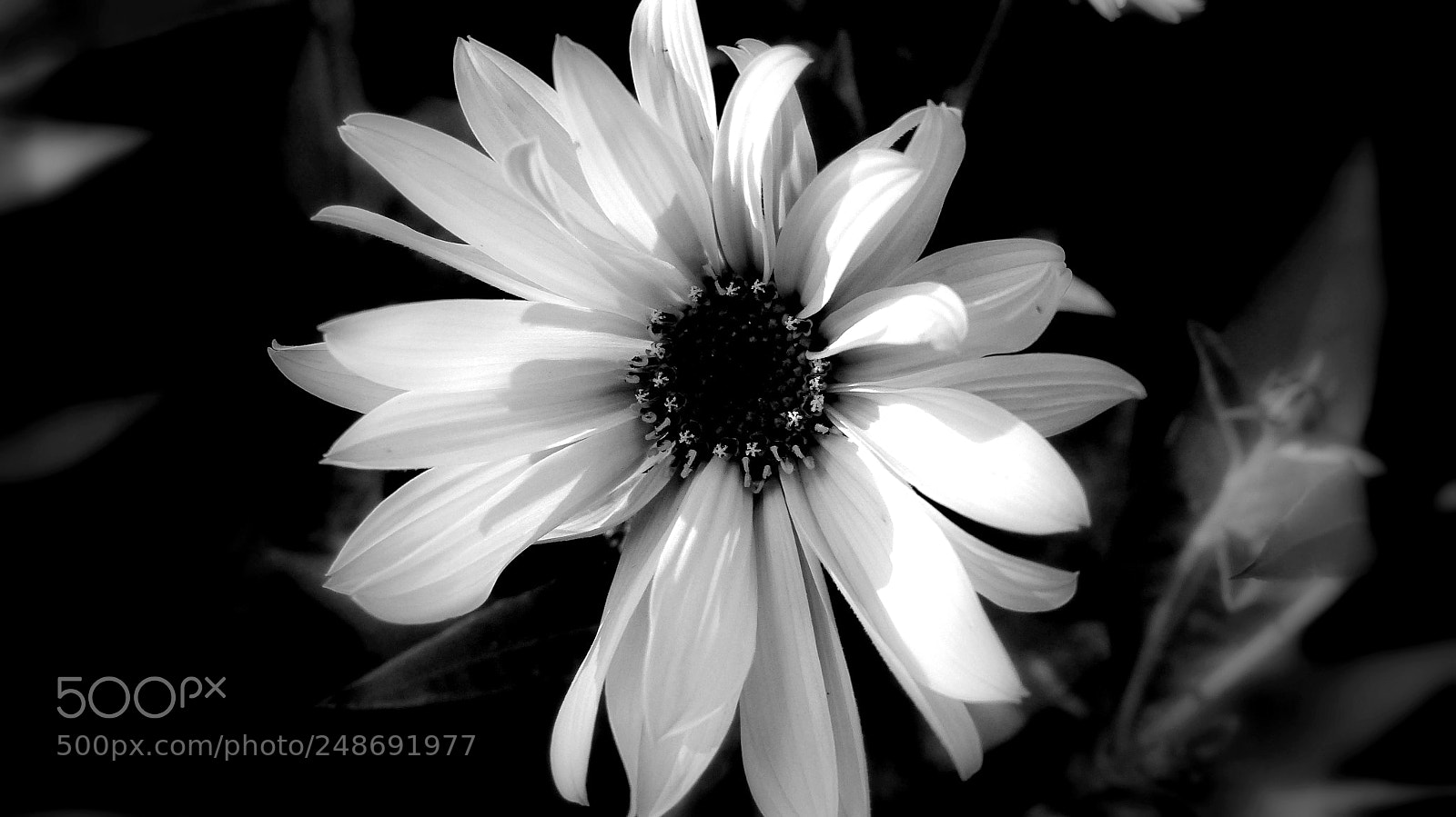 Panasonic Lumix DMC-FZ200 sample photo. Fragile flower. photography