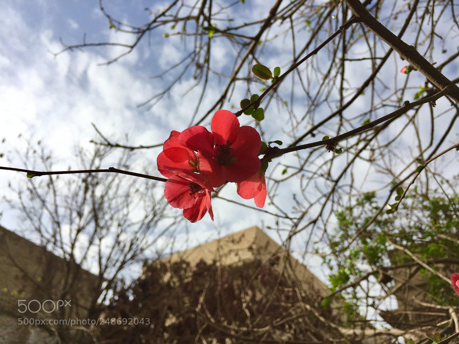 Apple iPhone 6 sample photo. Untitled photography