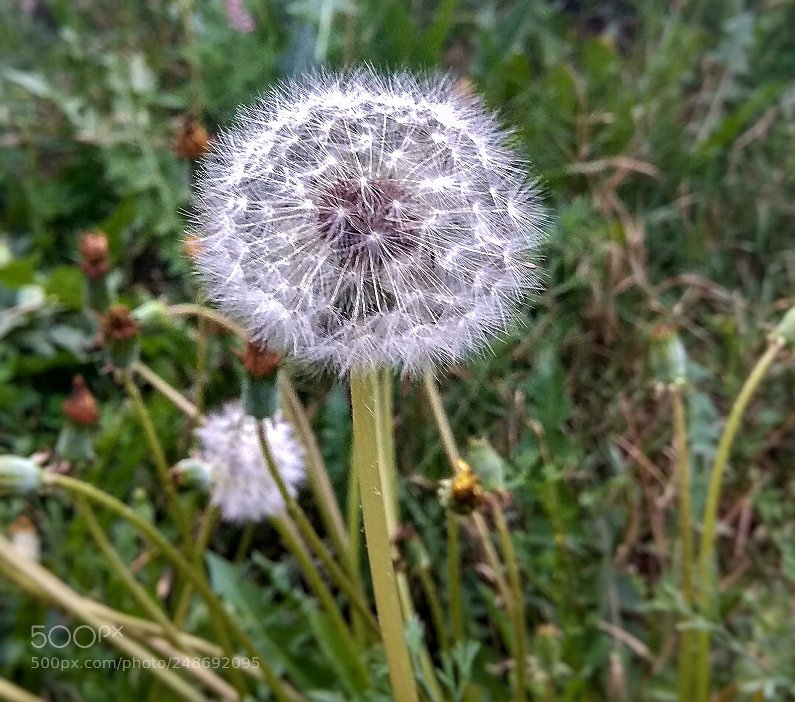 Xiaomi Redmi Note 4 sample photo. Untitled photography