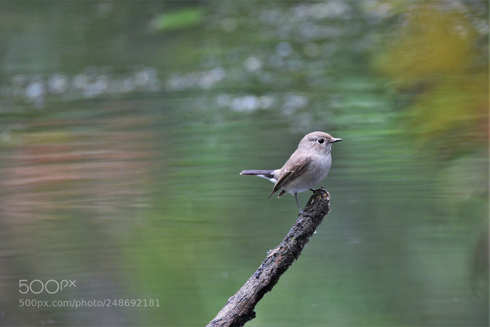 Nikon D500 sample photo. Taiga flycatcher photography