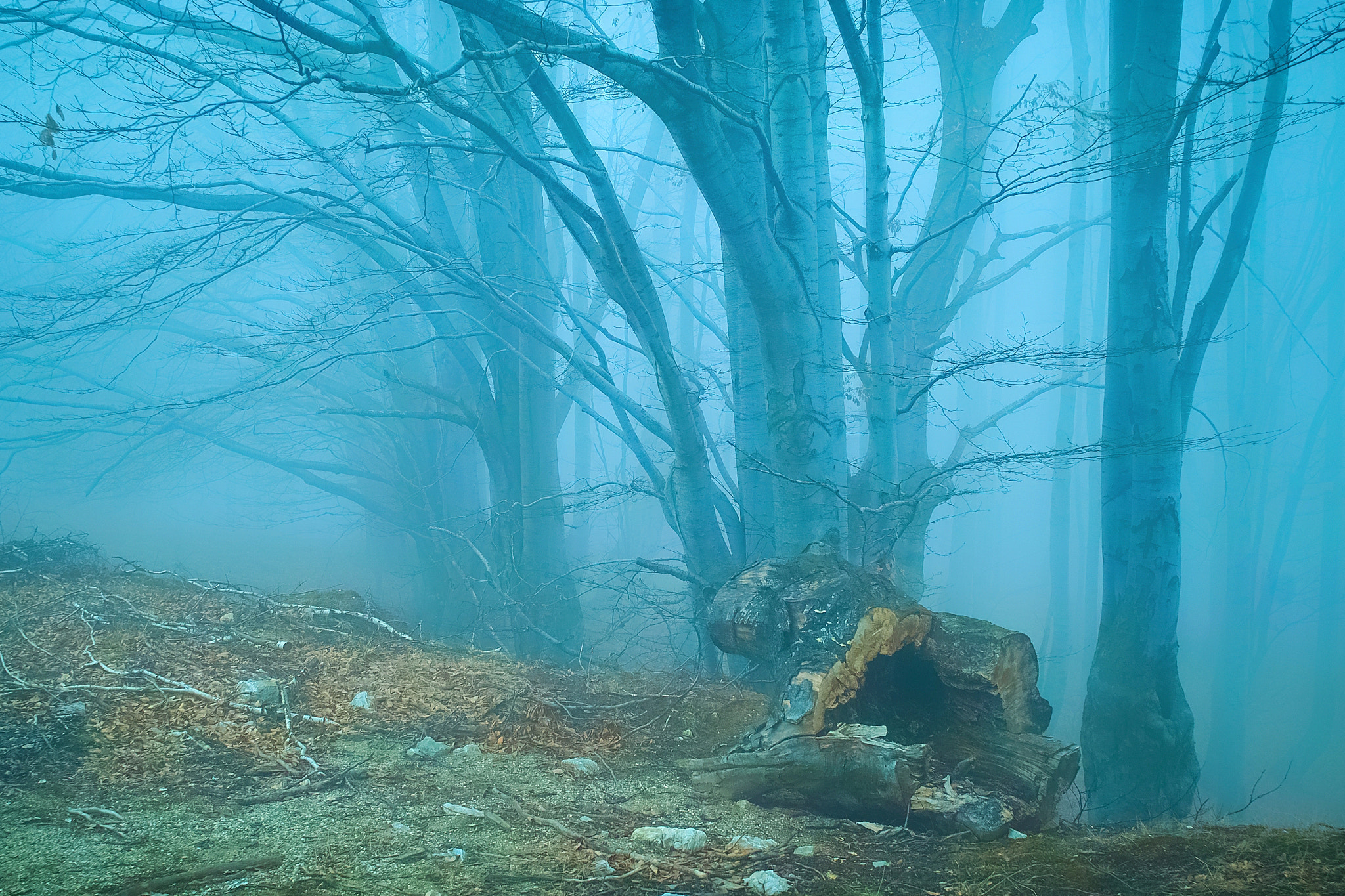 Sigma SD15 sample photo. Fog 8 photography