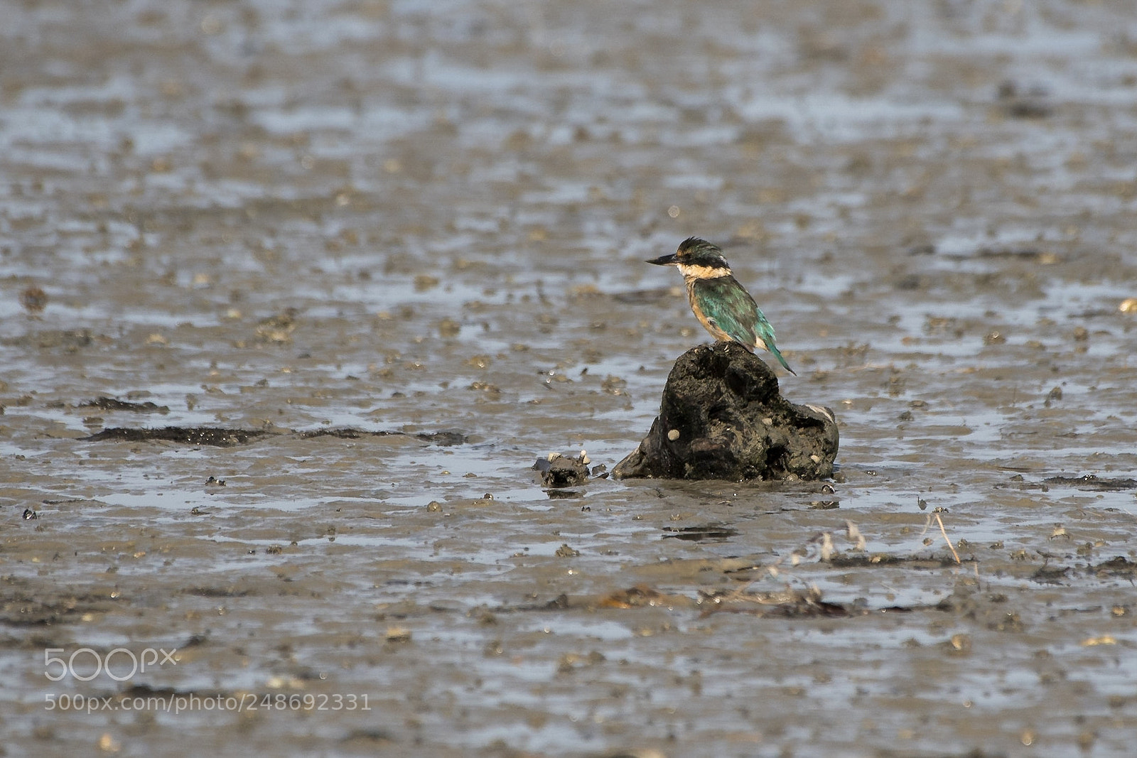 Nikon D500 sample photo. Sacred kingfisher / kōtare photography