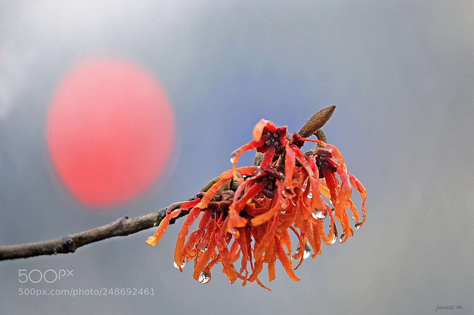 Fujifilm X-T10 sample photo. Witch-hazel ii photography