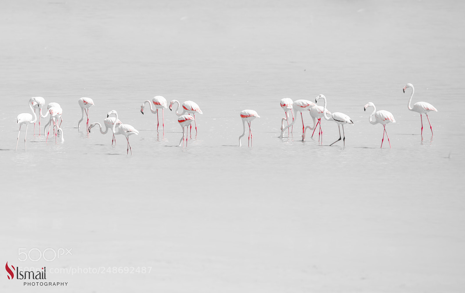Nikon D800 sample photo. Flamingo photography