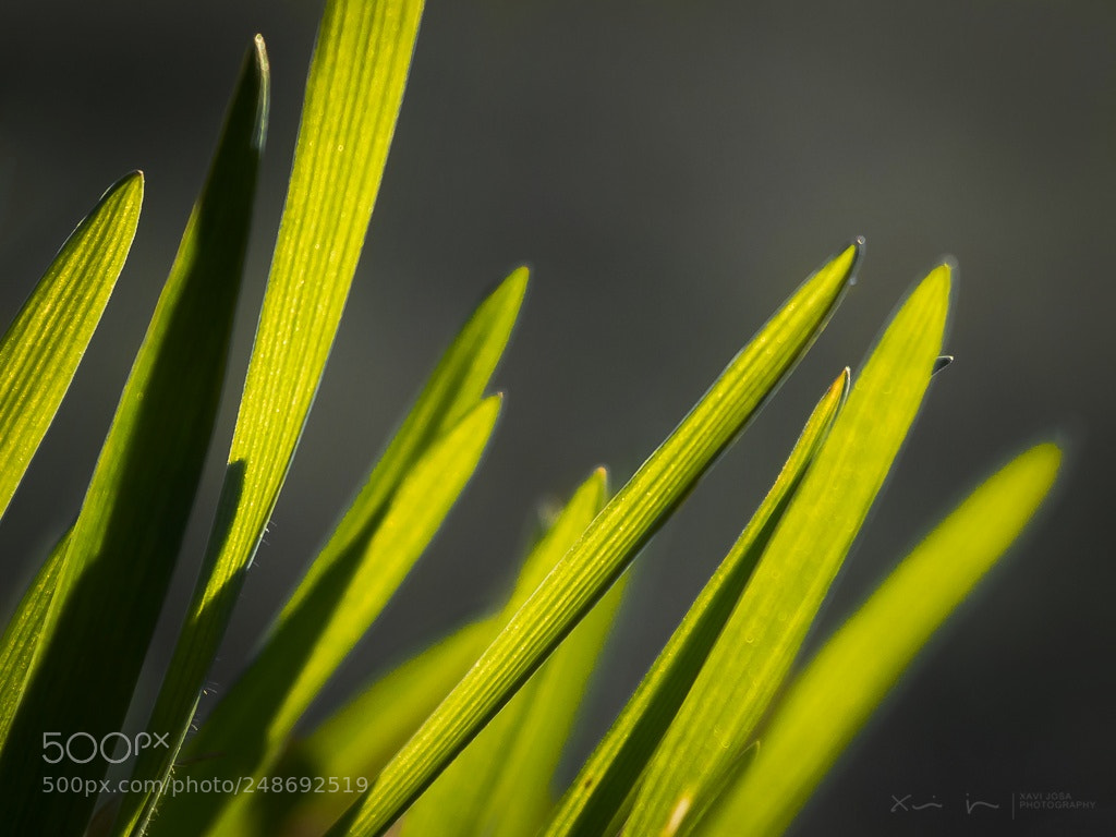 Olympus OM-D E-M1 Mark II sample photo. Piece of grass.. photography