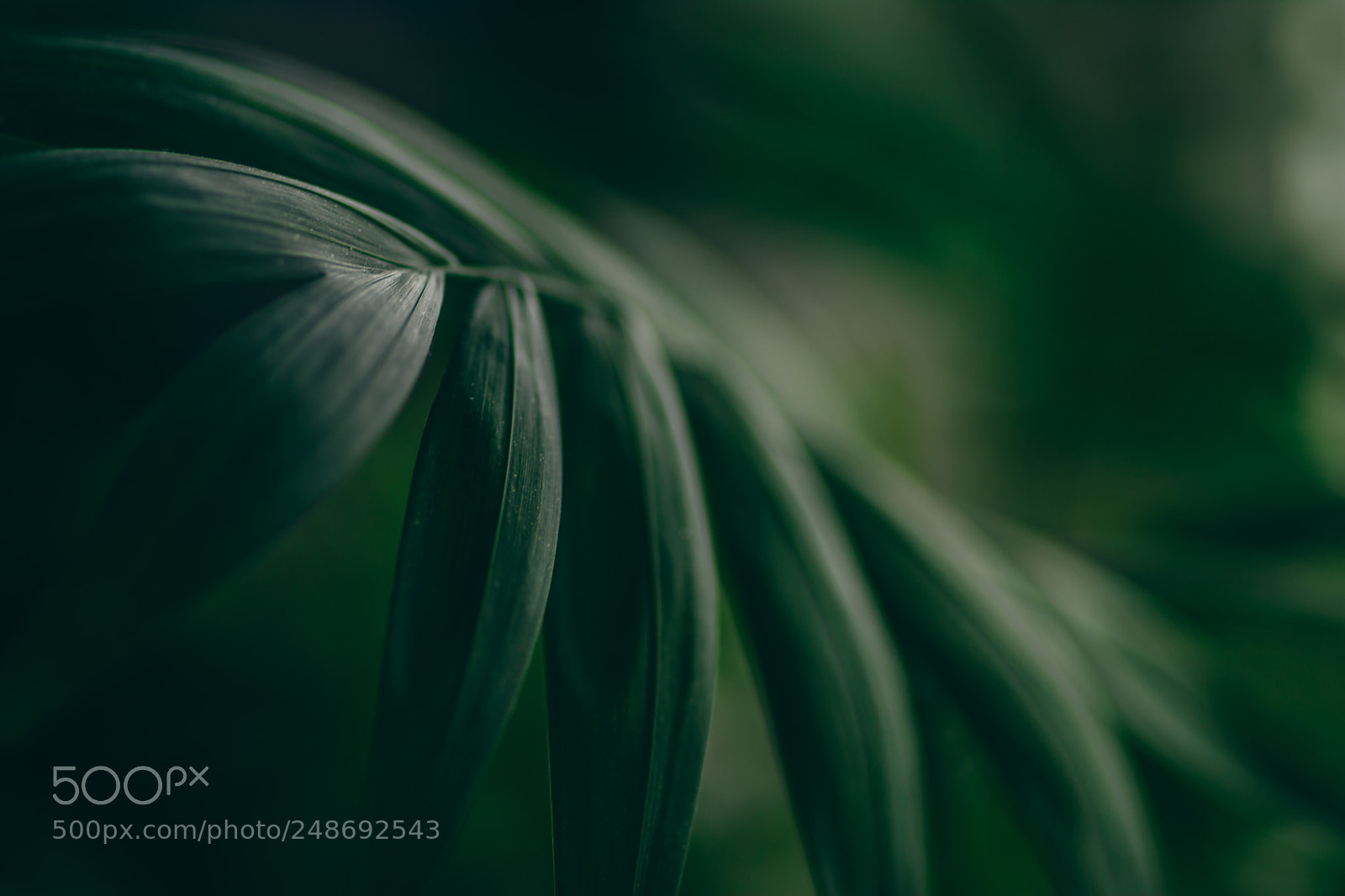 Nikon D7100 sample photo. Jungle photography