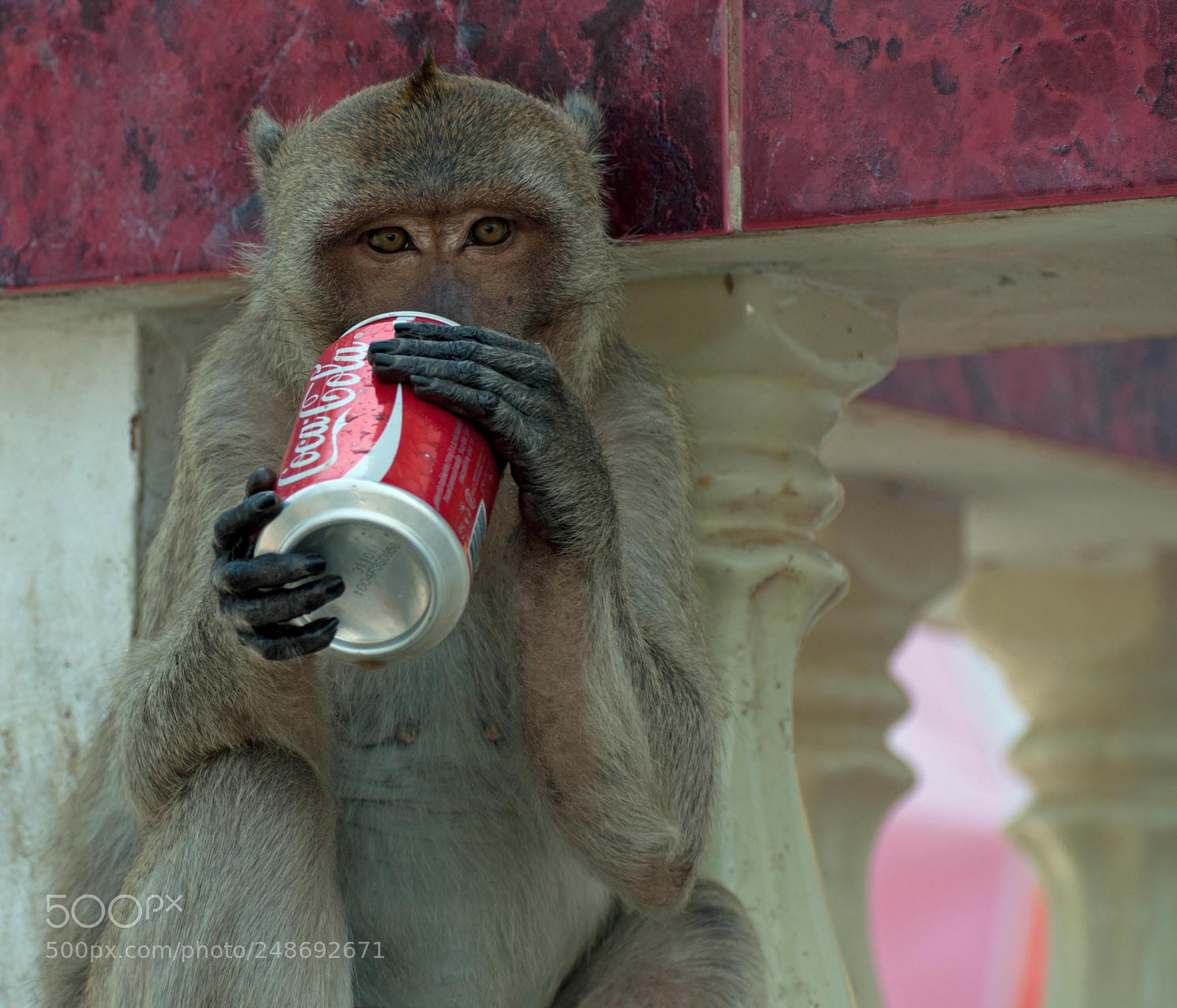 Nikon D90 sample photo. It stole my cola photography