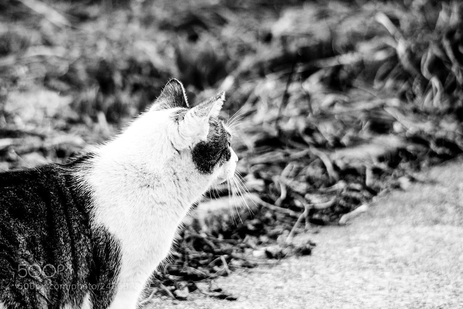Canon EOS-1D Mark IV sample photo. A tabby domestic cat photography
