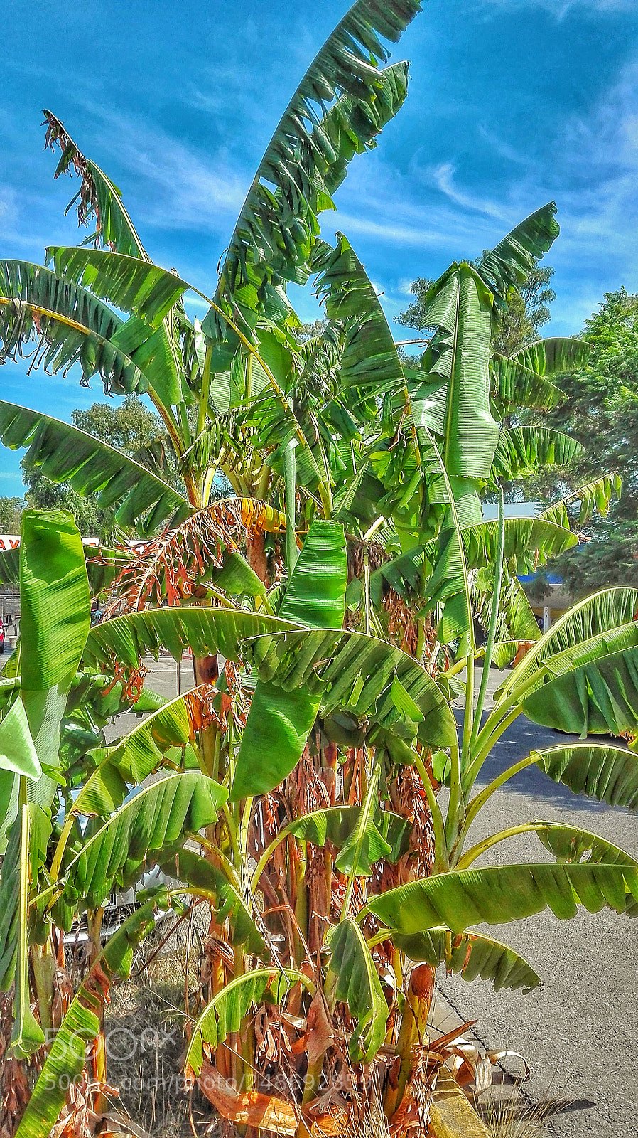 HUAWEI P8 Lite sample photo. Palmera photography