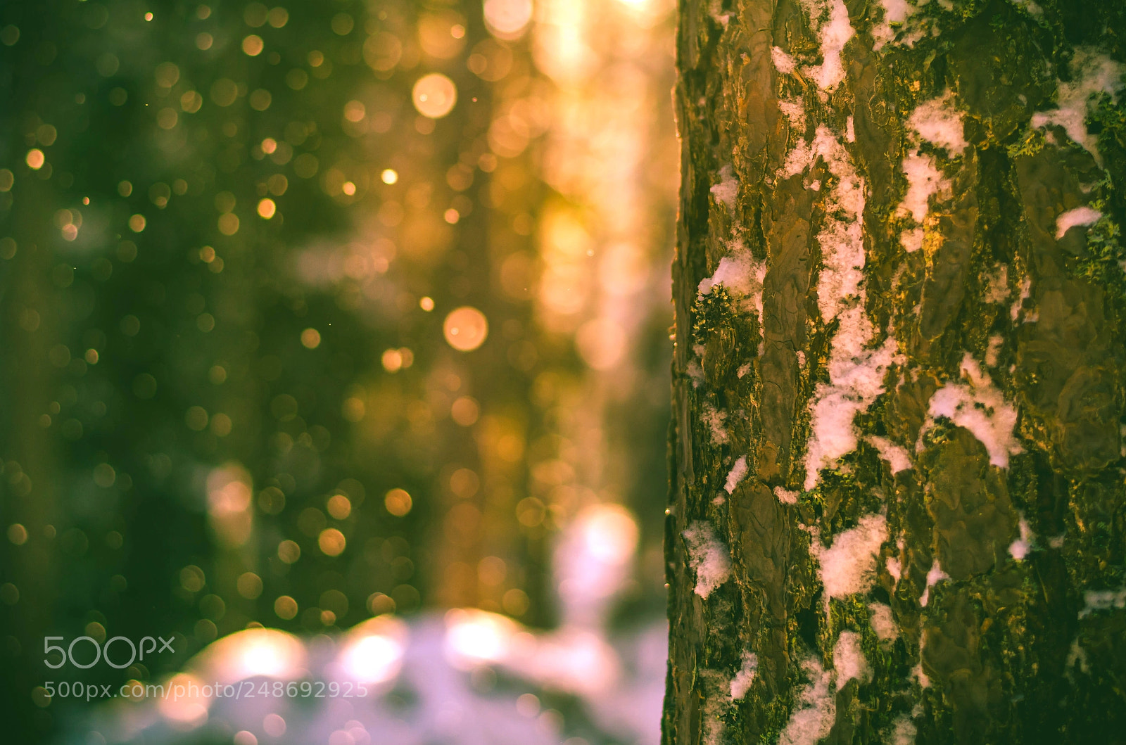 Nikon D5100 sample photo. Crystal rain photography