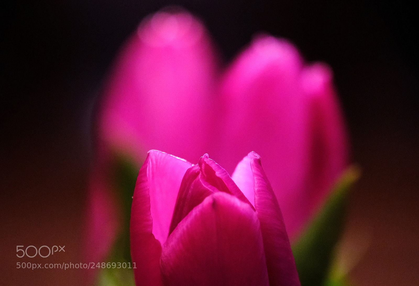 Fujifilm X-H1 sample photo. A perfume of spring photography