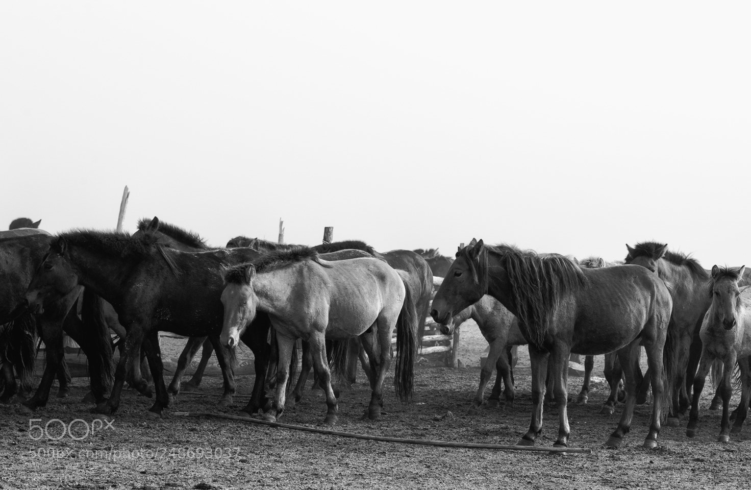 Nikon D800 sample photo. Horses xiii photography