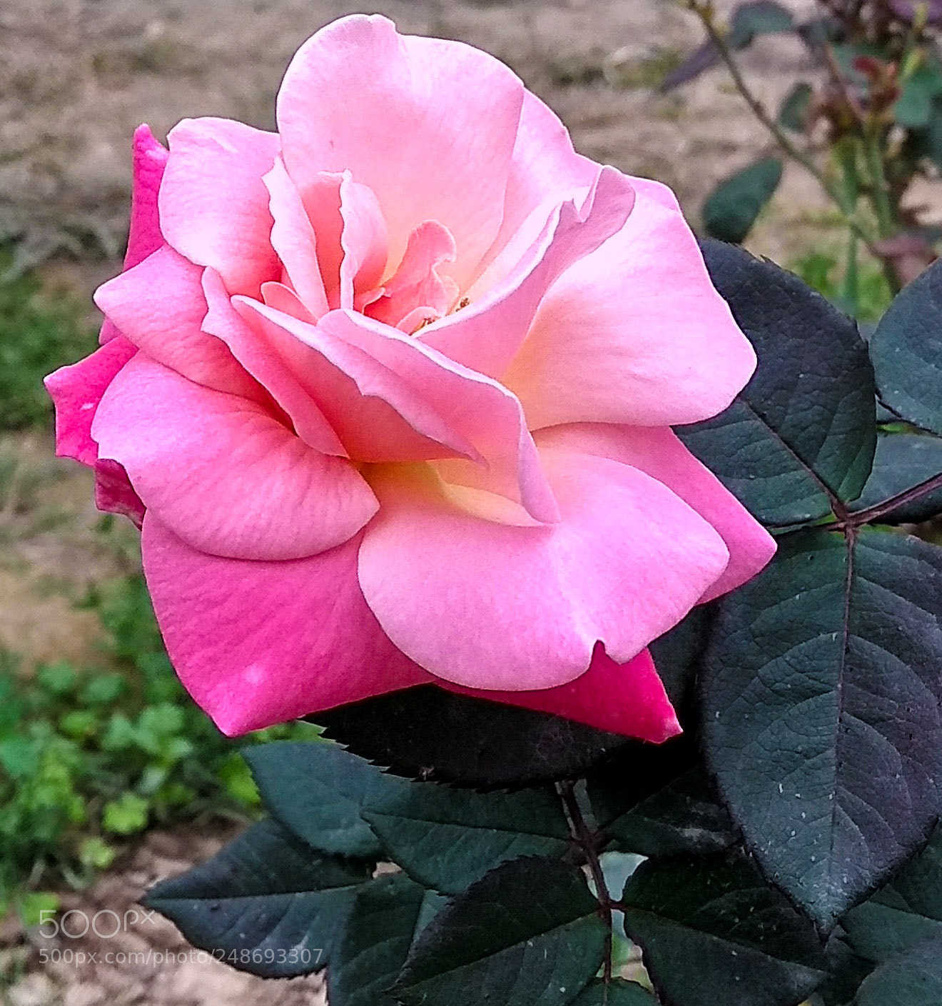 Xiaomi Redmi Note 4 sample photo. Untitled photography