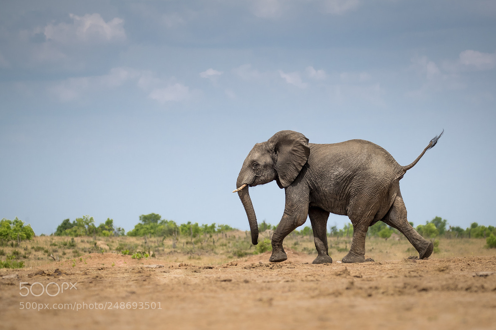 Canon EOS-1D X Mark II sample photo. Excited young elephant running photography