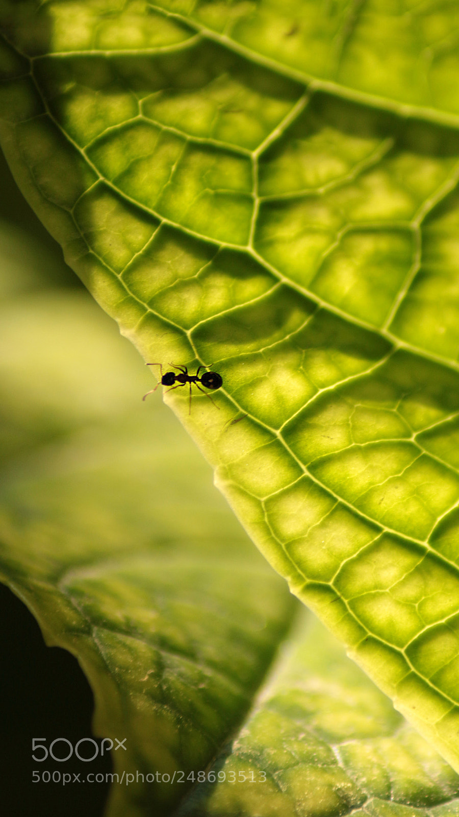 Canon EOS 650D (EOS Rebel T4i / EOS Kiss X6i) sample photo. Ant world photography