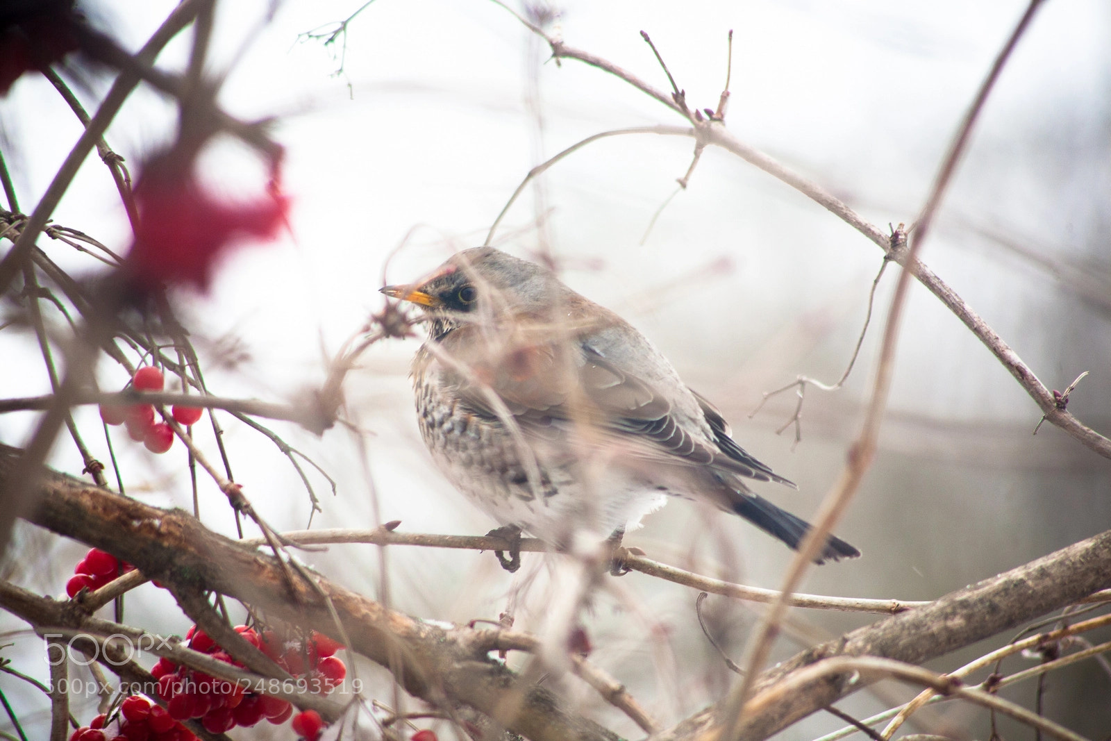 Canon EOS 5D sample photo. Дрозд следит за тобой photography