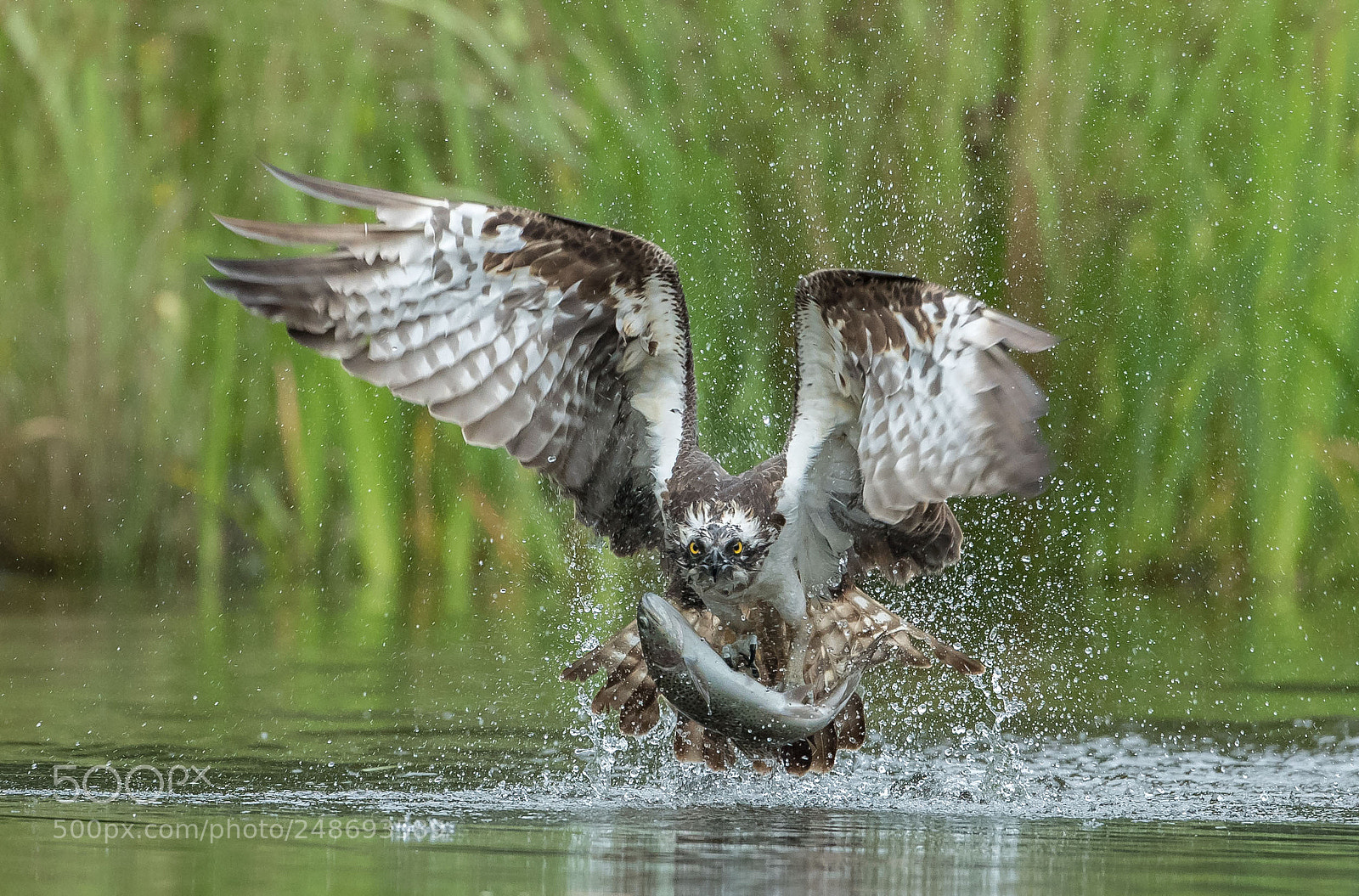 Canon EOS-1D X Mark II sample photo. Osprey catching breakfast photography