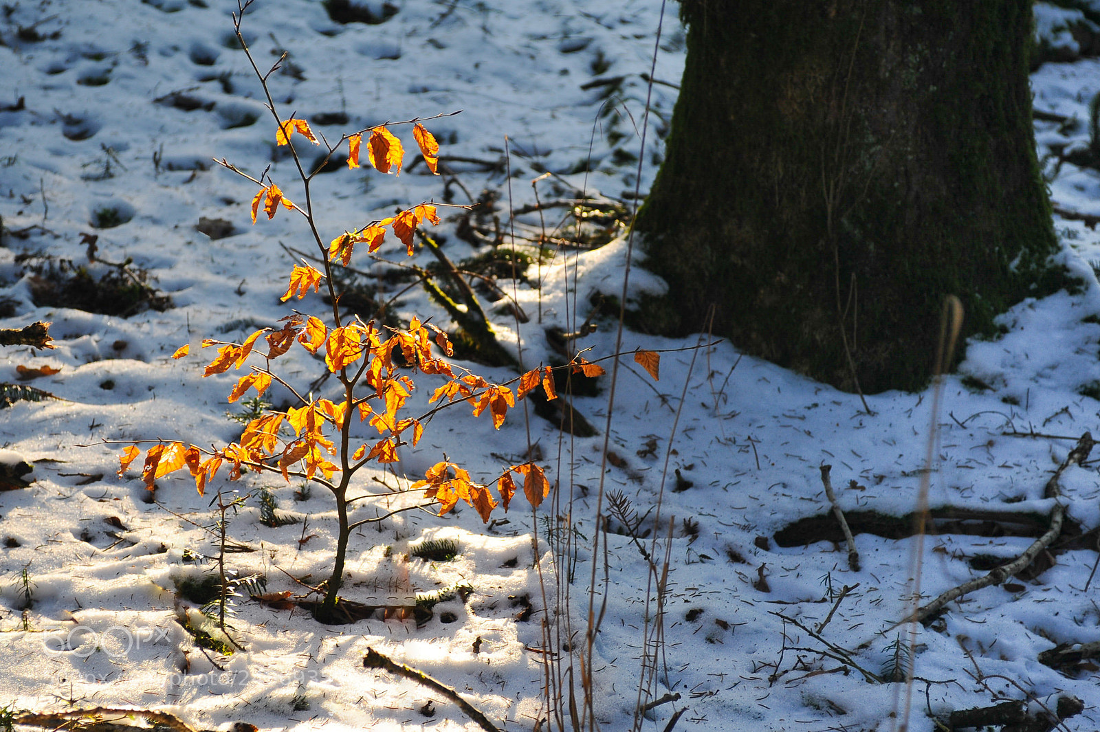 Nikon D700 sample photo. Small beech tree photography