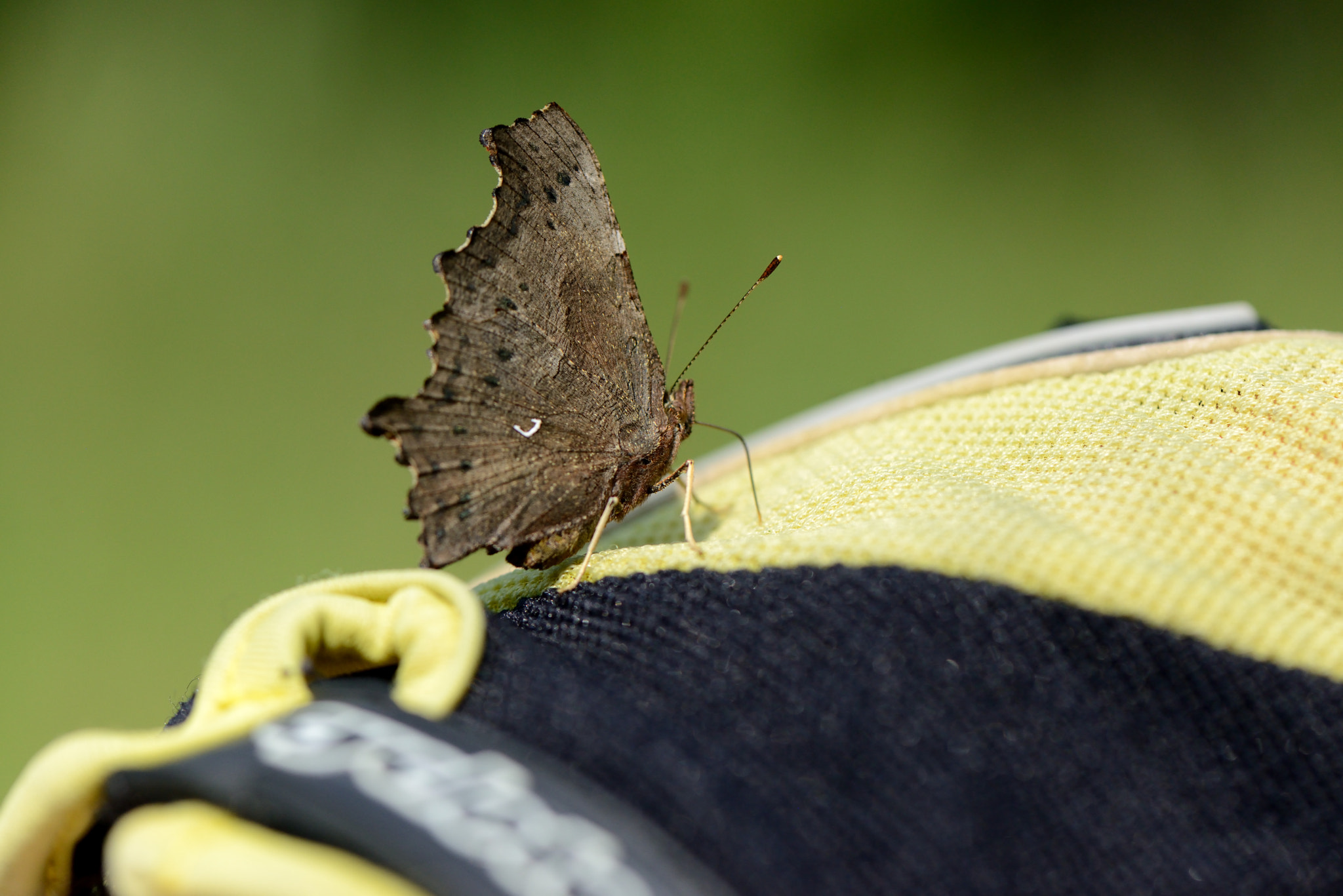Nikon AF-S Micro-Nikkor 105mm F2.8G IF-ED VR sample photo. Polygonia c-album. photography