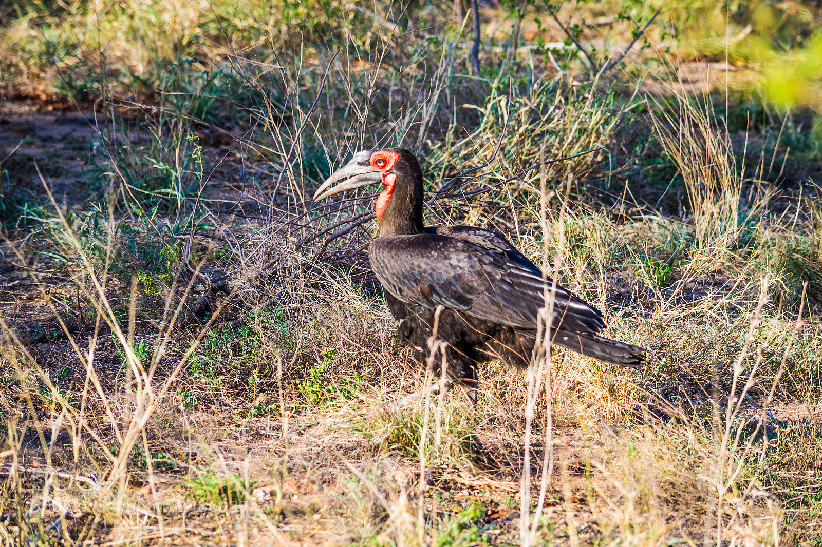 Nikon D3100 sample photo. 20171030-0885.jpg photography