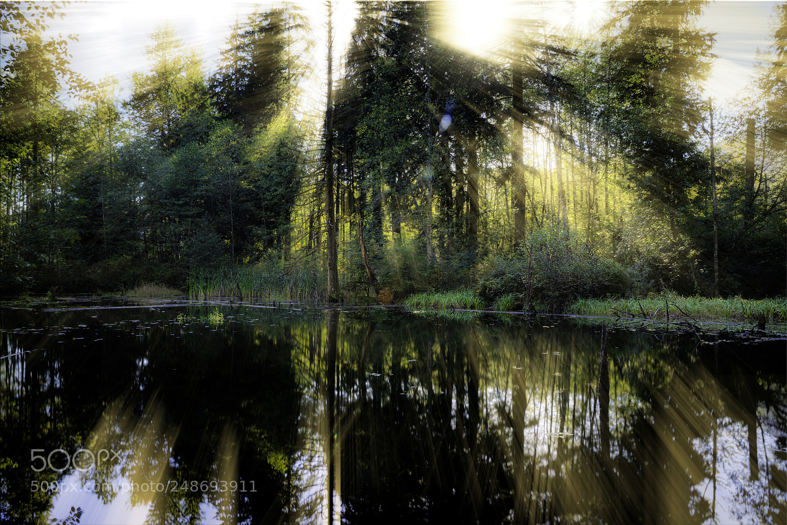 Canon EOS-1D X sample photo. Pond life photography