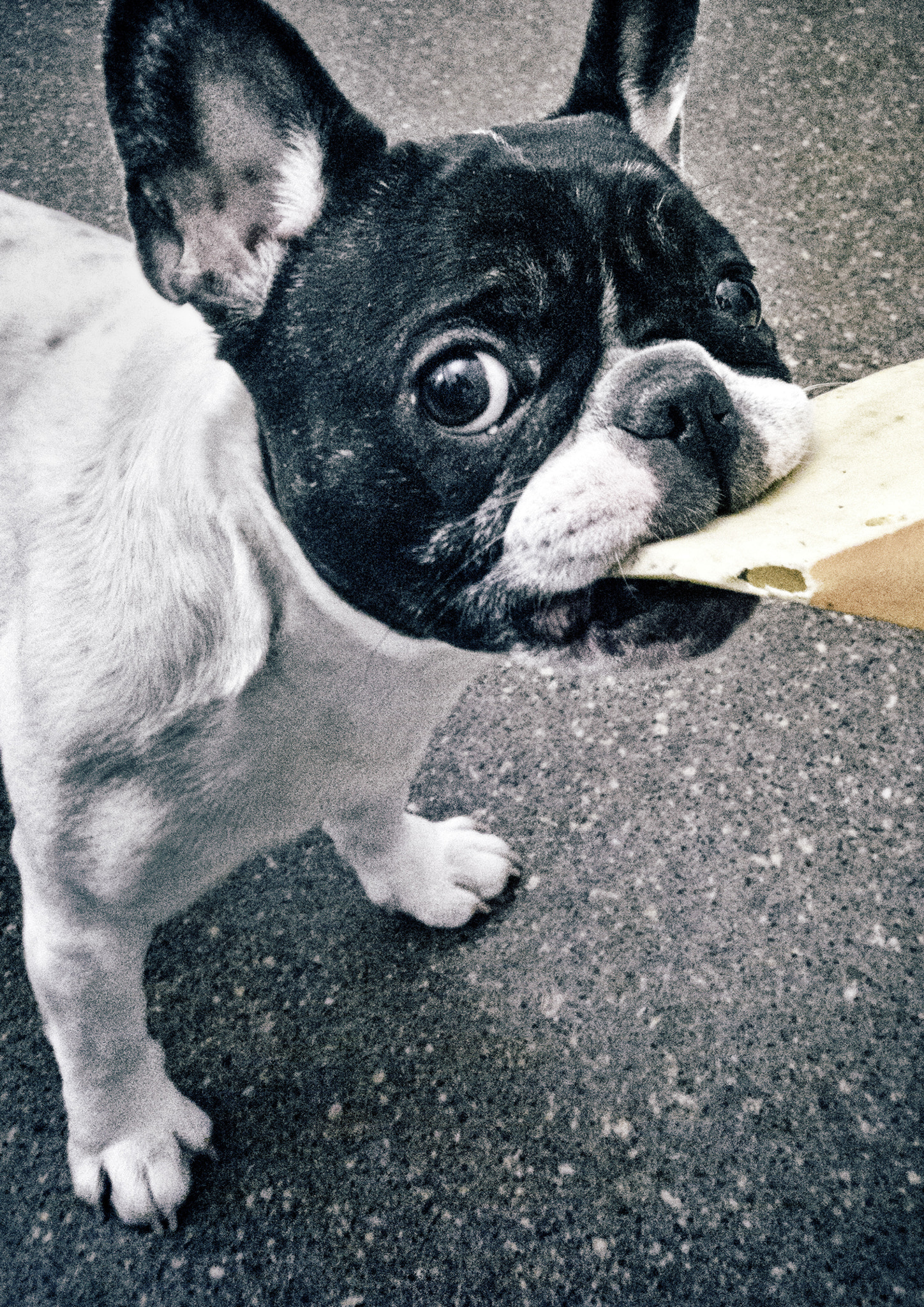 Nokia Lumia 1520 sample photo. Lola photography
