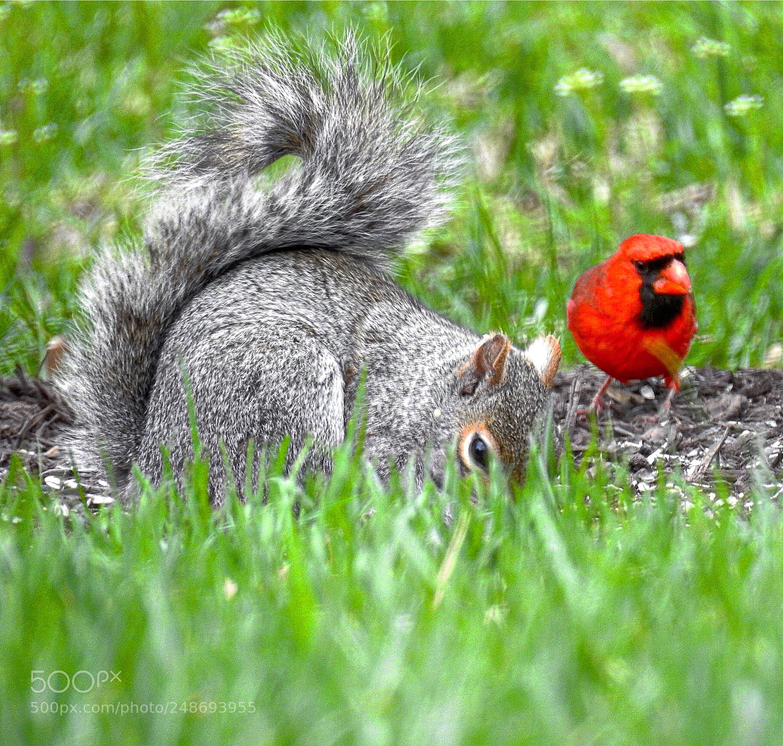 Nikon Coolpix P900 sample photo. Central park, nyc photography