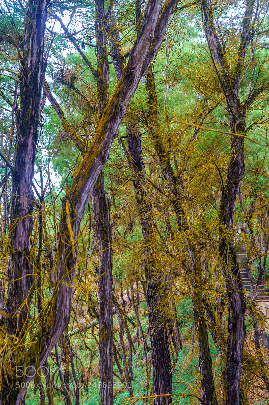 Sony a9 sample photo. Sulfuric colored trees photography