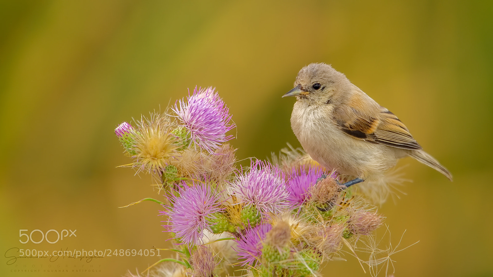 Nikon D4S sample photo. Eurasian penduline tit photography