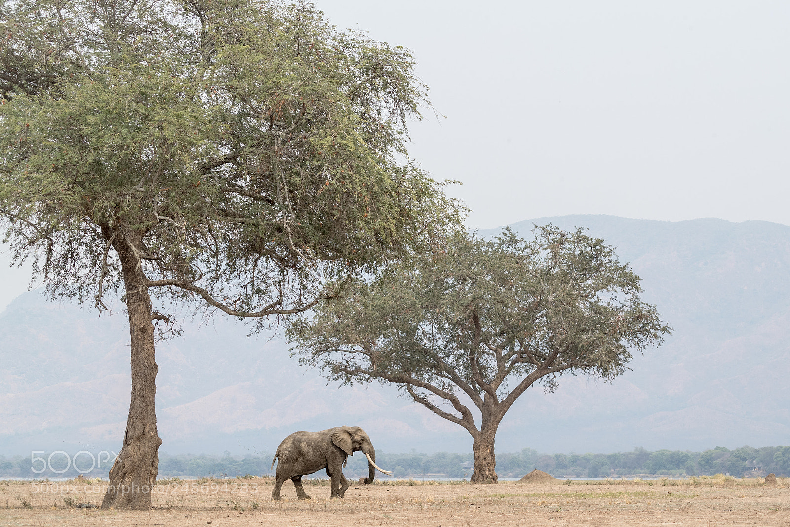 Canon EOS-1D X Mark II sample photo. Boswell strolling through mana photography